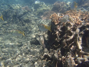 海底珊瑚与游动的小鱼