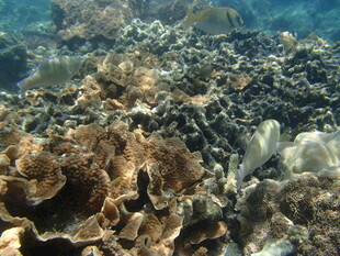 海底多彩珊瑚景观