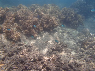 海底珊瑚礁景观