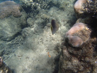 海底世界的鱼类与礁石