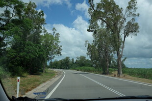 公路旁绿树成荫的风景