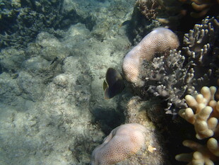 海底珊瑚与游动小鱼