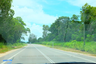公路旁绿意盎然的自然风景