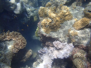 海底多彩珊瑚景观