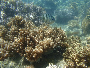 海底珊瑚景观