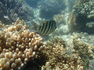 海底条纹鱼与珊瑚景观