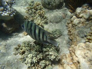 海底条纹鱼与珊瑚景观