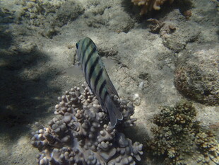 海底条纹鱼与珊瑚景观