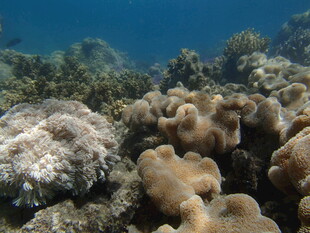 海底多彩珊瑚景观