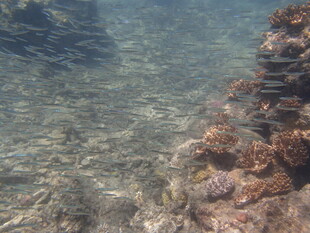 清澈海水中的多彩珊瑚