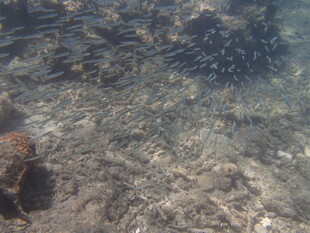 海底鱼群在礁石间游动