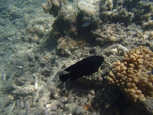 海底黑鱼与珊瑚景观