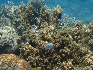 海底珊瑚丛中的蓝色小鱼