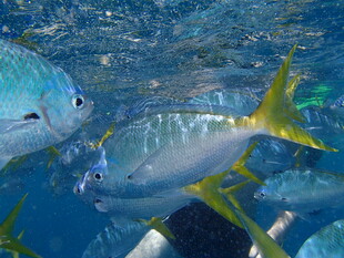 水下畅游的多彩鱼类