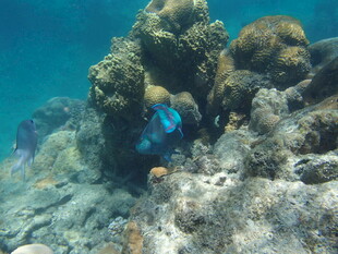 海底珊瑚礁中的多彩景象