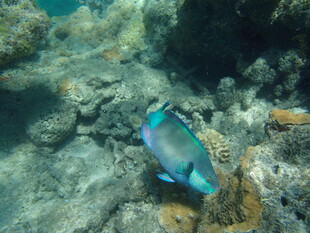 海底游动的色彩斑斓热带鱼