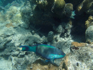 海底蓝鱼悠游珊瑚间