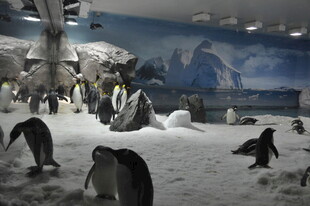 企鹅在冰雪场景中活动