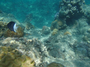 海底世界中的美丽小鱼