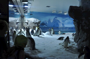 室内企鹅展区场景