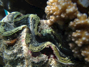 珊瑚礁中的多彩珊瑚