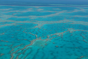 美丽清澈的海底珊瑚景观
