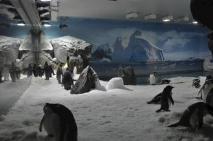 室内场景中的可爱企鹅群