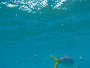 海底畅游的多彩海洋生物