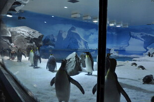 玻璃后可爱的企鹅群