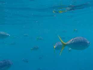 海底畅游的多彩鱼类