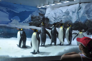 游客观赏冰面站立的企鹅