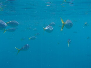 蓝色海洋中的多彩小鱼