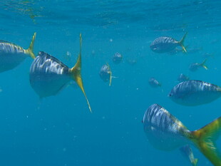 蓝色海水中游动的群鱼