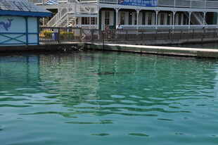 宁静码头旁的清澈水域