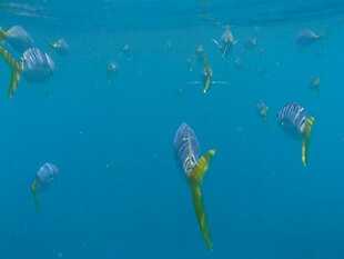 蓝色海水中游动的小鱼群