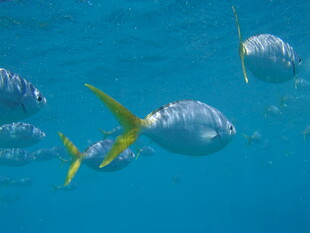 海中群游的黄尾鱼
