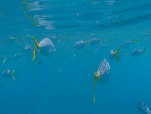 蓝色海水中的游动鱼群