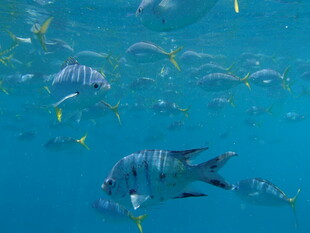 海洋中游动的多彩鱼类