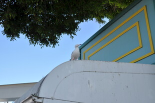 屋顶白鸽与多彩建筑一角