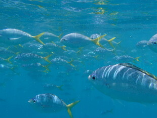 海底畅游的多彩鱼类