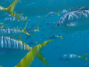 海洋中游动的多彩鱼类