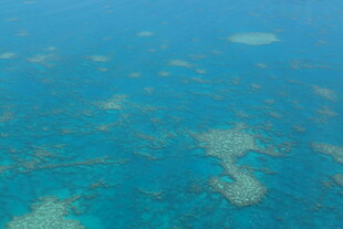 俯瞰绚丽多姿的海底珊瑚