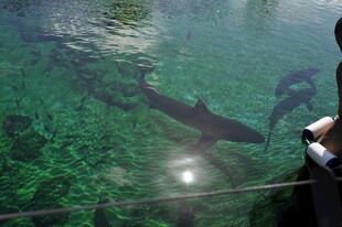 水下视角的潜水者与大鱼