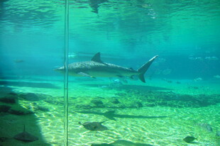 水族馆内畅游的灵动鲨鱼