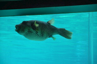 水中游动的独特斑点河豚