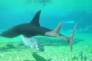 深海中游动的鲨鱼