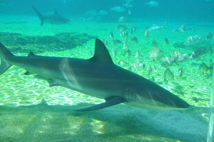 深海中游弋的鲨鱼