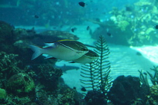 海底游鱼与珊瑚景观