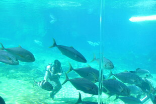 水下潜水员与群鱼共舞