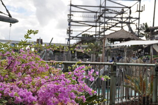 工地旁绽放的绚烂紫花